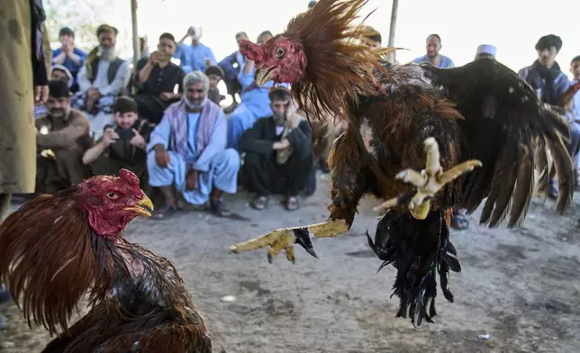 Roosters fight as Afghan men watch at an illegal cockfighting venue in Kabul, Afghanistan, Friday, May 30, 2025. (AP Photo/Ebrahim Noroozi)
