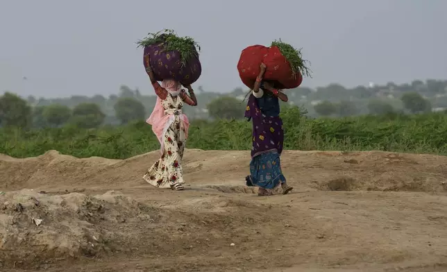 Villager women carry bundles of fodder for their livestock as they walk toward their homes at a village in Umerkot, a district of Pakistan's southeastern Sindh province, Thursday, July 17, 2025. (AP Photo/Fareed Khan)