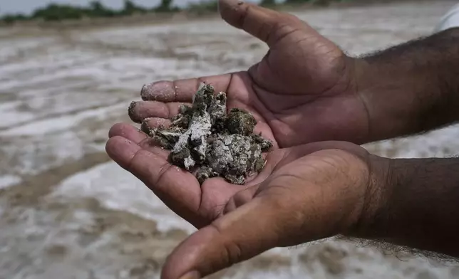 Farmer Ghulam Mustafa Mahar shows damaged soil at a village in Umerkot, a district of Pakistan's southeastern Sindh province, Thursday, July 17, 2025. (AP Photo/Fareed Khan)