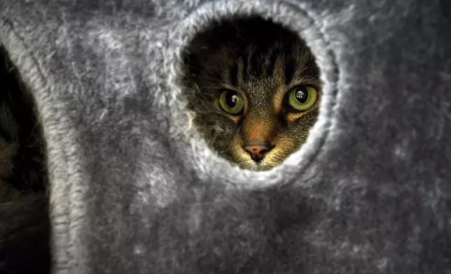 Student Molly Cheer's pet comfort cat, Louie, peers out of his shelter in her dorm room at the University of Northern Colorado in Greeley, Colo., on Monday, Aug. 25, 2025. (AP Photo/Thomas Peipert)