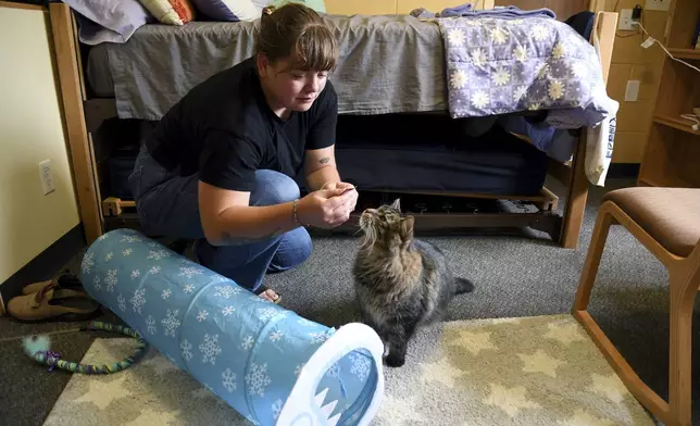 Student Molly Cheer gives her pet comfort cat, Louie, a treat in her dorm room at the University of Northern Colorado in Greeley, Colo., on Monday, Aug. 25, 2025. (AP Photo/Thomas Peipert)