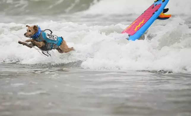 Carson Surf Dog jumps off his board after catching a wave during the World Dog Surfing Championships Saturday, Aug. 2, 2025, in Pacifica, Calif. (AP Photo/Eakin Howard)