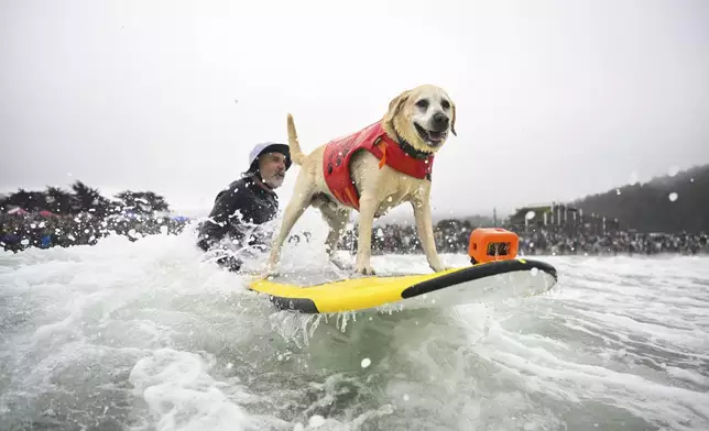 Jeff Nieboer pushes Charlie Surfs Up through the breakers during the World Dog Surfing Championships Saturday, Aug. 2, 2025, in Pacifica, Calif. (AP Photo/Eakin Howard)
