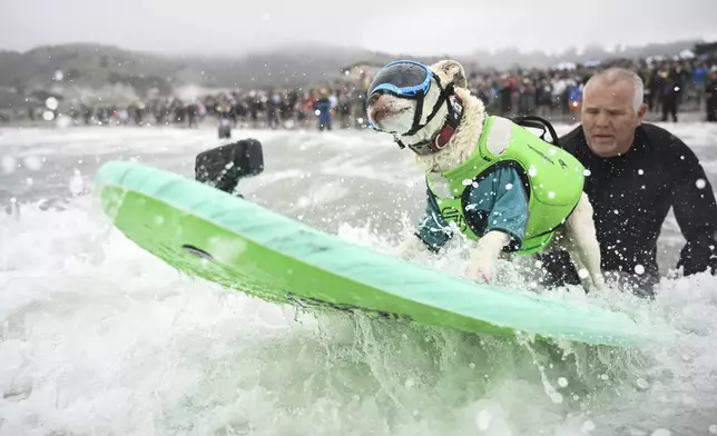 Faith the surfing Pitbull gets pushed through the breakers by James Wall during the World Dog Surfing Championships Saturday, Aug. 2, 2025, in Pacifica, Calif. (AP Photo/Eakin Howard)