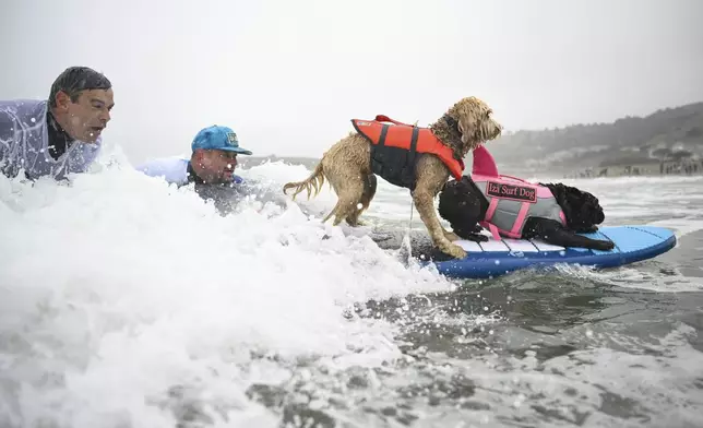 Philippe Bachmann, left, and David Fasoli help Coconut and Iza Surf Dog catch a wave together during the World Dog Surfing Championships Saturday, Aug. 2, 2025, in Pacifica, Calif. (AP Photo/Eakin Howard)