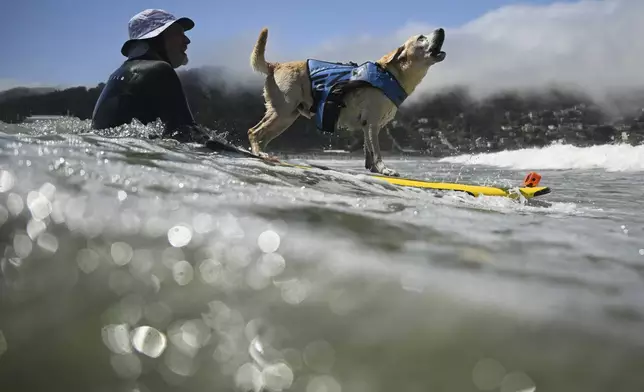 FILE - Charlie Surfs Up barks as he is pushed through the breakers by Jeff Nieboer in the second heat of very large dogs during the World Dog Surfing Championships, on Aug. 3, 2024, in Pacifica, Calif. (AP Photo/Eakin Howard, File)