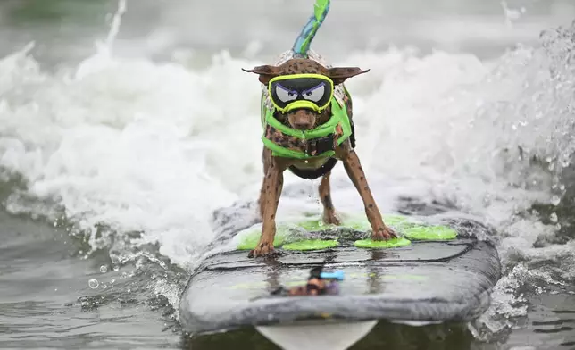 FILE - Rusty the surfing minpin catches a wave in the second heat of small dogs during the World Dog Surfing Championships. on Aug. 3, 2024, in Pacifica, Calif. (AP Photo/Eakin Howard, File)