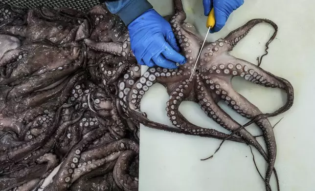 A worker removes an octopus' beak at Frigorificos Arcos SL on Wednesday, June 25, 2025, in O Carballino, Spain. (AP Photo/Annika Hammerschlag)