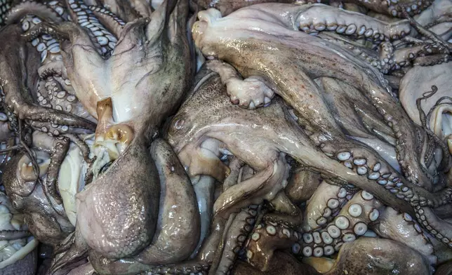 Dead octopuses await processing at Frigorificos Arcos SL on Wednesday, June 25, 2025, in O Carballino, Spain. (AP Photo/Annika Hammerschlag)