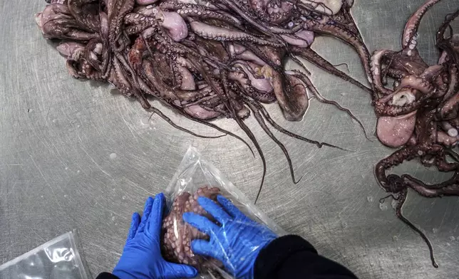 Octopuses are packaged at Frigorificos Arcos SL on Wednesday, June 25, 2025, in O Carballino, Spain. (AP Photo/Annika Hammerschlag)