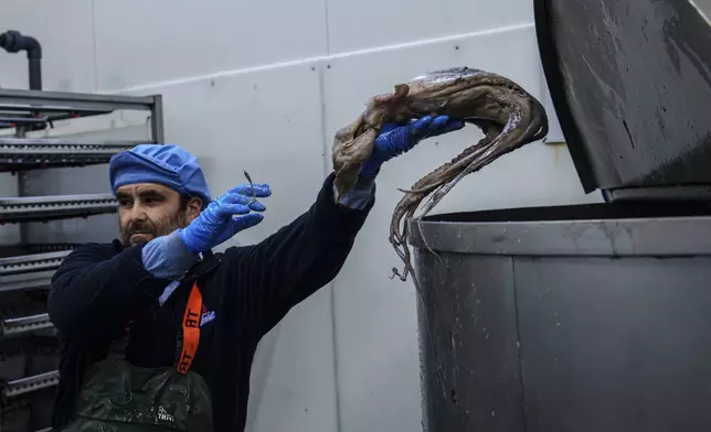 An octopus is thrown into a vat at Frigorificos Arcos SL on Wednesday, June 25, 2025, in O Carballino, Spain. (AP Photo/Annika Hammerschlag)