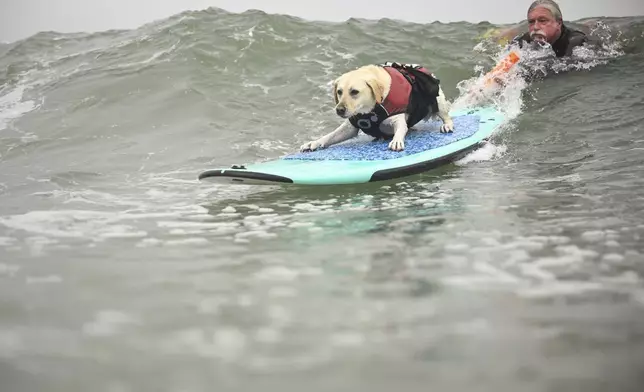 Steve Drottar helps Rosie catch a wave during the World Dog Surfing Championships Saturday, Aug. 2, 2025, in Pacifica, Calif. (AP Photo/Eakin Howard)