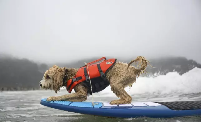 Coconut catches a wave during the World Dog Surfing Championships Saturday, Aug. 2, 2025, in Pacifica, Calif. (AP Photo/Eakin Howard)