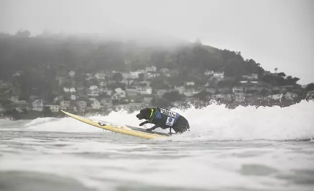 Cacau of Brazil catches a wave during the World Dog Surfing Championships Saturday, Aug. 2, 2025, in Pacifica, Calif. (AP Photo/Eakin Howard)