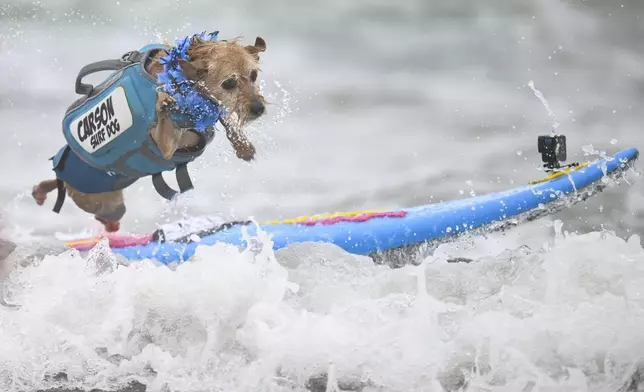 Carson Surf Dog jumps off his board after catching a wave during the World Dog Surfing Championships Saturday, Aug. 2, 2025, in Pacifica, Calif. (AP Photo/Eakin Howard)