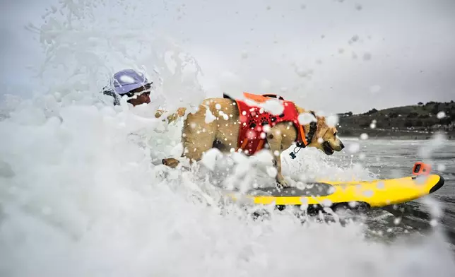 Jeff Nieboer helps Charlie Surfs Up catch a wave during the World Dog Surfing Championships Saturday, Aug. 2, 2025, in Pacifica, Calif. (AP Photo/Eakin Howard)