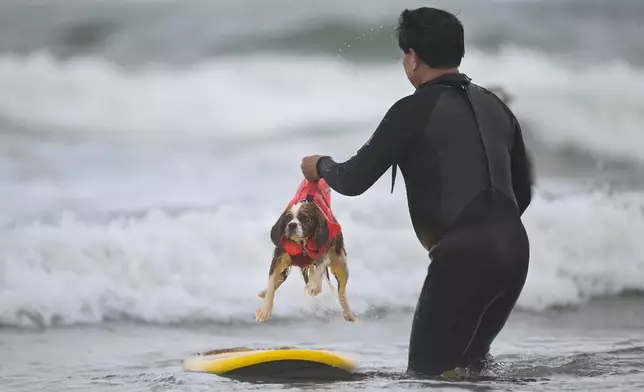 Kevin Tatsugawa places Joey on the board during the World Dog Surfing Championships Saturday, Aug. 2, 2025, in Pacifica, Calif. (AP Photo/Eakin Howard)
