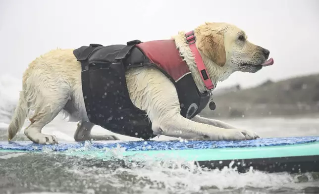 Rosie catches a wave during the World Dog Surfing Championships Saturday, Aug. 2, 2025, in Pacifica, Calif. (AP Photo/Eakin Howard)