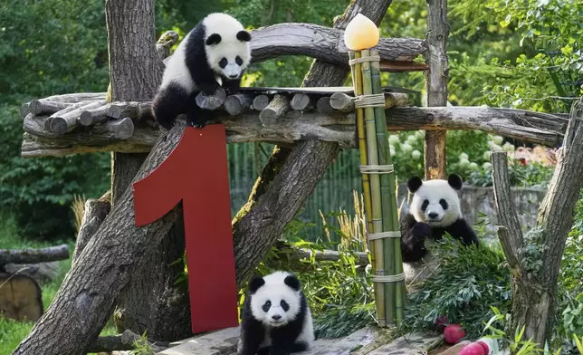The twin Panda cubs Leni and Lotti, left, play at the Panda Garden during their first birthday party at the Zoo in Berlin, Germany, Friday, Aug. 22, 2025. (AP Photo/Ebrahim Noroozi)