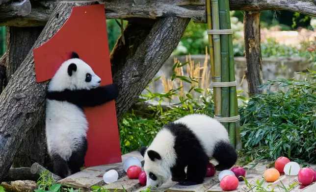 The twin Panda cubs Leni and Lotti play at the Panda Garden during their first birthday party at the Zoo in Berlin, Germany, Friday, Aug. 22, 2025. (AP Photo/Ebrahim Noroozi)
