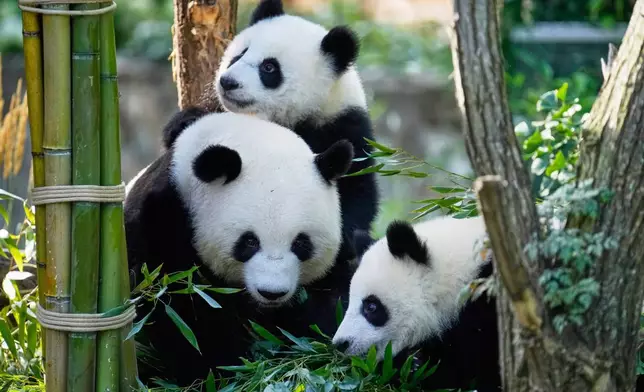The twin Panda cubs Leni and Lotti play at the Panda Garden during their first birthday party while their mother Meng Meng, bottom left, accompanies them, at the Zoo in Berlin, Germany, Friday, Aug. 22, 2025. (AP Photo/Ebrahim Noroozi)