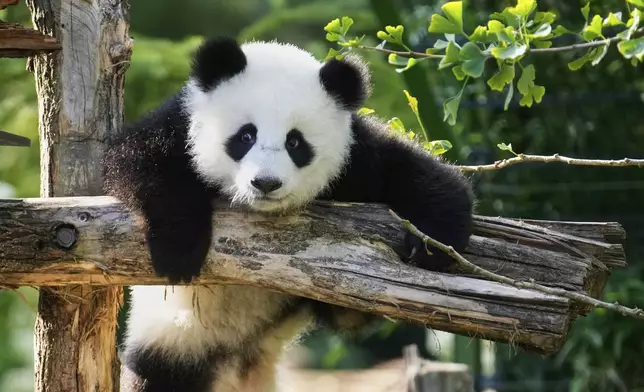 One of the giant panda cub twins Leni or Lotti plays at the Panda Garden during their first birthday party at the Zoo in Berlin, Germany, Friday, Aug. 22, 2025. (AP Photo/Ebrahim Noroozi)