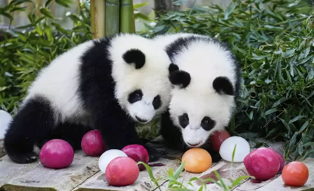 The twin Panda cubs Leni and Lotti play at the Panda Garden during their first birthday party at the Zoo in Berlin, Germany, Friday, Aug. 22, 2025. (AP Photo/Ebrahim Noroozi)