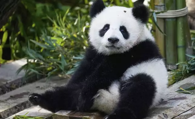 One of the giant panda cub twins Leni or Lotti plays at the Panda Garden during their first birthday party at the Zoo in Berlin, Germany, Friday, Aug. 22, 2025. (AP Photo/Ebrahim Noroozi)