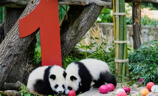 The twin Panda cubs Leni and Lotti play at the Panda Garden during their first birthday party at the Zoo in Berlin, Germany, Friday, Aug. 22, 2025. (AP Photo/Ebrahim Noroozi)
