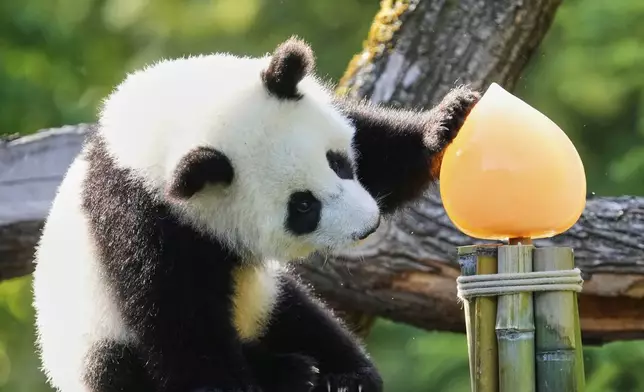 One of the giant panda cub twins Leni or Lotti plays at the Panda Garden during their first birthday party at the Zoo in Berlin, Germany, Friday, Aug. 22, 2025. (AP Photo/Ebrahim Noroozi)