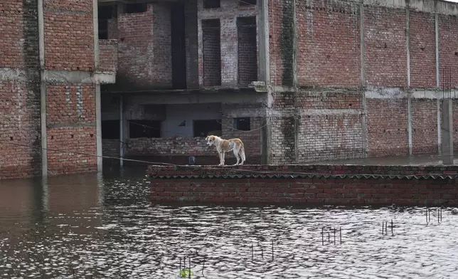 A stray dog stands on the roof of a submerged house along the banks of the river Ganga following heavy monsoon rains in Prayagraj, India, Tuesday, Aug.5, 2025. (AP Photo/Rajesh Kumar Singh)