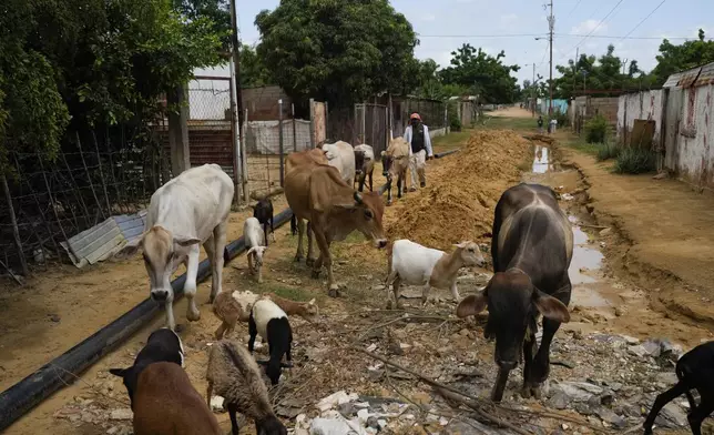 A man herds cattle past the home of the Romero Perez family, who returned to Venezuela from Mexico after abandoning plans to reach the United States amid President Donald Trump's migration crackdown, in Maracaibo, Venezuela, Tuesday, June 17, 2025. (AP Photo/Matias Delacroix)