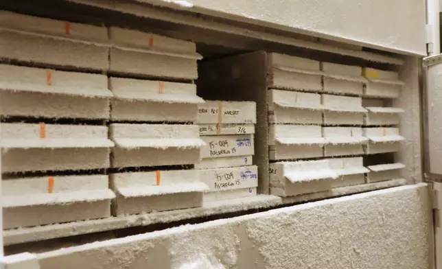 Blood samples used by Harvard University professor Alberto Ascherio to study the cause of neurodegenerative diseases are stored in a freezer at the university's T.H. Chan School of Public Health on Tuesday, Aug. 5, 2025 in Boston. (AP Photo/Leah Willingham)