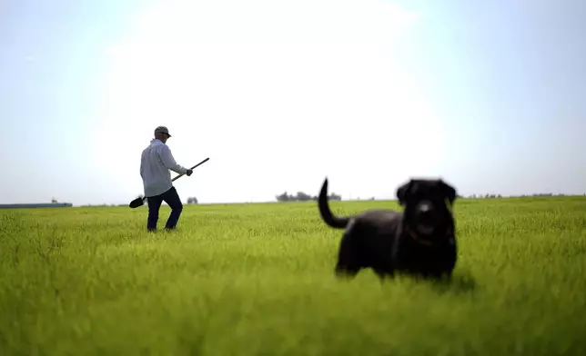 FILE - Farmer Larry Cox walks in a field of Bermudagrass with his dog, Brodie, at his farm Aug. 15, 2022, in Imperial Valley near Brawley, Calif. (AP Photo/Gregory Bull, File)