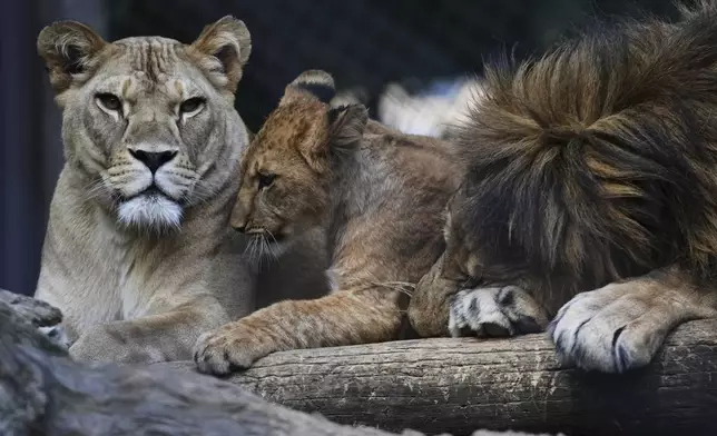 One of four Barbary lion cubs, that were born recently at the Safari Park Dvur Kralove, rests with its parents Khalila, left, and Bart at their enclosure, Czech Republic, Wednesday, Aug. 6, 2025. (AP Photo/Petr David Josek)