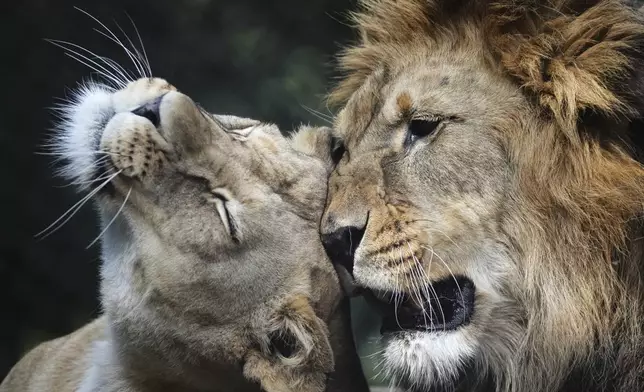 Male Barbary lion Bart and female Khalila rest in their enclosure, Czech Republic, Wednesday, Aug. 6, 2025. (AP Photo/Petr David Josek)