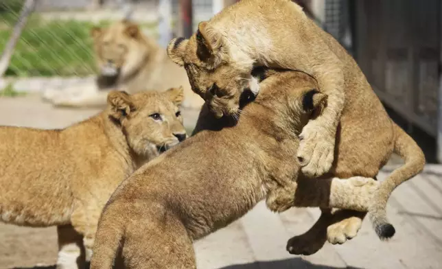 Three of four Barbary lion cubs, that were born recently at the Safari Park Dvur Kralove, play with each other at their enclosure, Czech Republic, Wednesday, Aug. 6, 2025. (AP Photo/Petr David Josek)