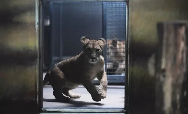 One of four Barbary lion cubs, that were born recently at the Safari Park Dvur Kralove, runs in its enclosure, Czech Republic, Wednesday, Aug. 6, 2025. (AP Photo/Petr David Josek)