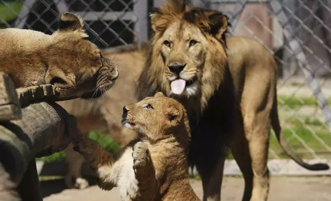 One of four Barbary lion cubs, that were born recently at the Safari Park Dvur Kralove, plays with parents, Czech Republic, Wednesday, Aug. 6, 2025. (AP Photo/Petr David Josek)
