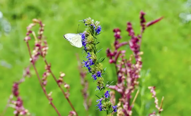 Hyssopus officinalis and Atripex Hortensis plants grow in Martin Roetzel's 'The Monk Garden' in Berlin, Germany, Sunday, Aug. 17, 2025. (AP Photo/Fanny Brodersen)