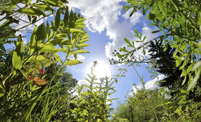 The sun shines on plants in Martin Roetzel's 'The Monk Garden' in Berlin, Germany, Sunday, Aug. 17, 2025. (AP Photo/Fanny Brodersen)