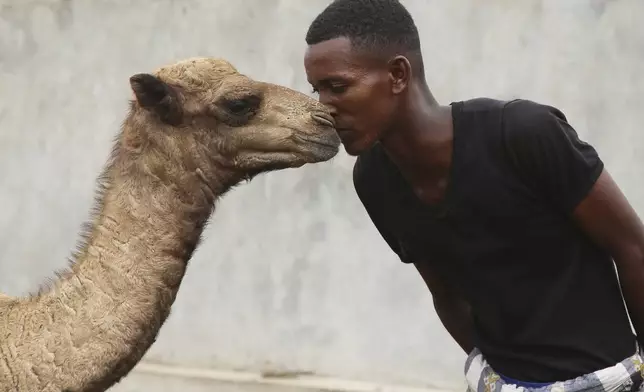 A Somali man enjoys the affection shown by a camel at Beder Camel Farm on the outskirts of the capital Mogadishu, Somalia, Wednesday, June 18, 2025. (AP Photo/Farah Abdi Warsameh)
