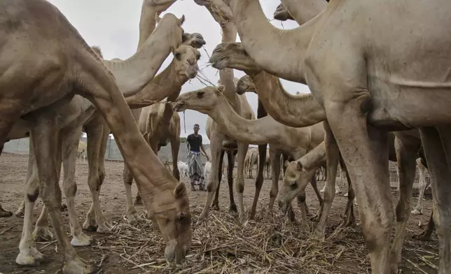 A Somali man grazes camels in Beder Camel Farm on the outskirts of the capital Mogadishu, Somalia, Wednesday, June 18, 2025. (AP Photo/Farah Abdi Warsameh)