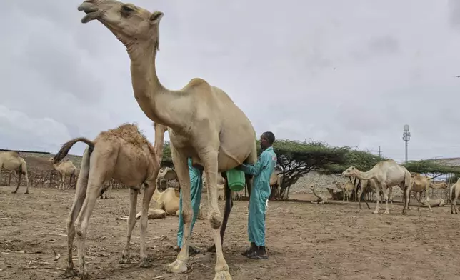 Farmers milk a camel at Beder Camel Farm on the outskirts of the capital Mogadishu, Somalia, Wednesday, June 18, 2025. (AP Photo/Farah Abdi Warsameh)