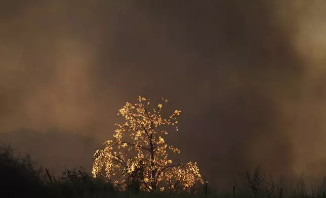 Flames burn a tree during a wildfire in Patras city, western Greece, Wednesday, Aug. 13, 2025. (AP Photo/Thanassis Stavrakis)