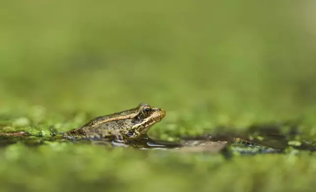 A red-legged froglet peeks out in a restoration pond that is part of a cross-border effort to bring back the native species in both Baja California, Mexico, and Southern California, Monday, Aug. 11, 2025, on a ranch outside of El Coyote, Mexico. (AP Photo/Gregory Bull)