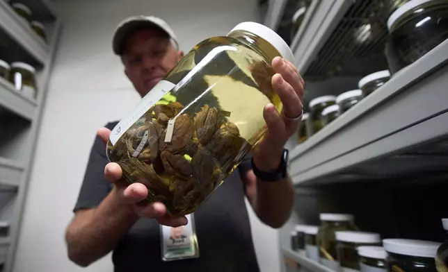Herpetologist Brad Hollingsworth holds a container of red-legged frogs, part of the collection at the San Diego Museum of Natural History, Wednesday, Aug. 13, 2025, in San Diego. Hollingsworth uses data from the collection in a cross-border effort to bring back the species to Southern California by transplanting eggs from Baja California, Mexico. (AP Photo/Gregory Bull)