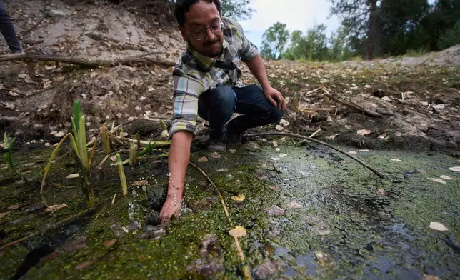 Herpetologist David Mora reaches for a red-legged froglet in a restoration pond that is part of a cross-border effort to bring back the native species in both Baja California, Mexico, and Southern California, Monday, Aug. 11, 2025, on a ranch outside of El Coyote, Mexico. (AP Photo/Gregory Bull)