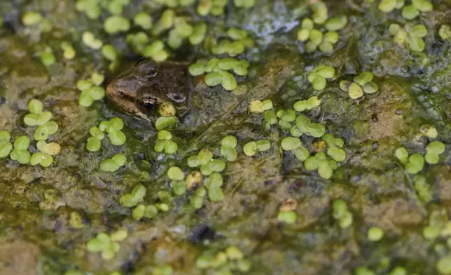 A red-legged froglet peeks out from a restoration pond that is part of a cross-border effort to bring back the native species in both Baja California, Mexico, and Southern California, Monday, Aug. 11, 2025, on a ranch outside of El Coyote, Mexico. (AP Photo/Gregory Bull)