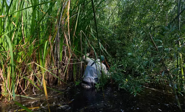 Biologist Adam Backlin looks for red-legged frogs and eggs along the edge of a restoration pond as part of cross-border efforts to bring back the species to Southern California by transplanting eggs from ponds in Baja California, Mexico, Wednesday, Aug. 13, 2025, outside of Murrieta, Calif. (AP Photo/Gregory Bull)